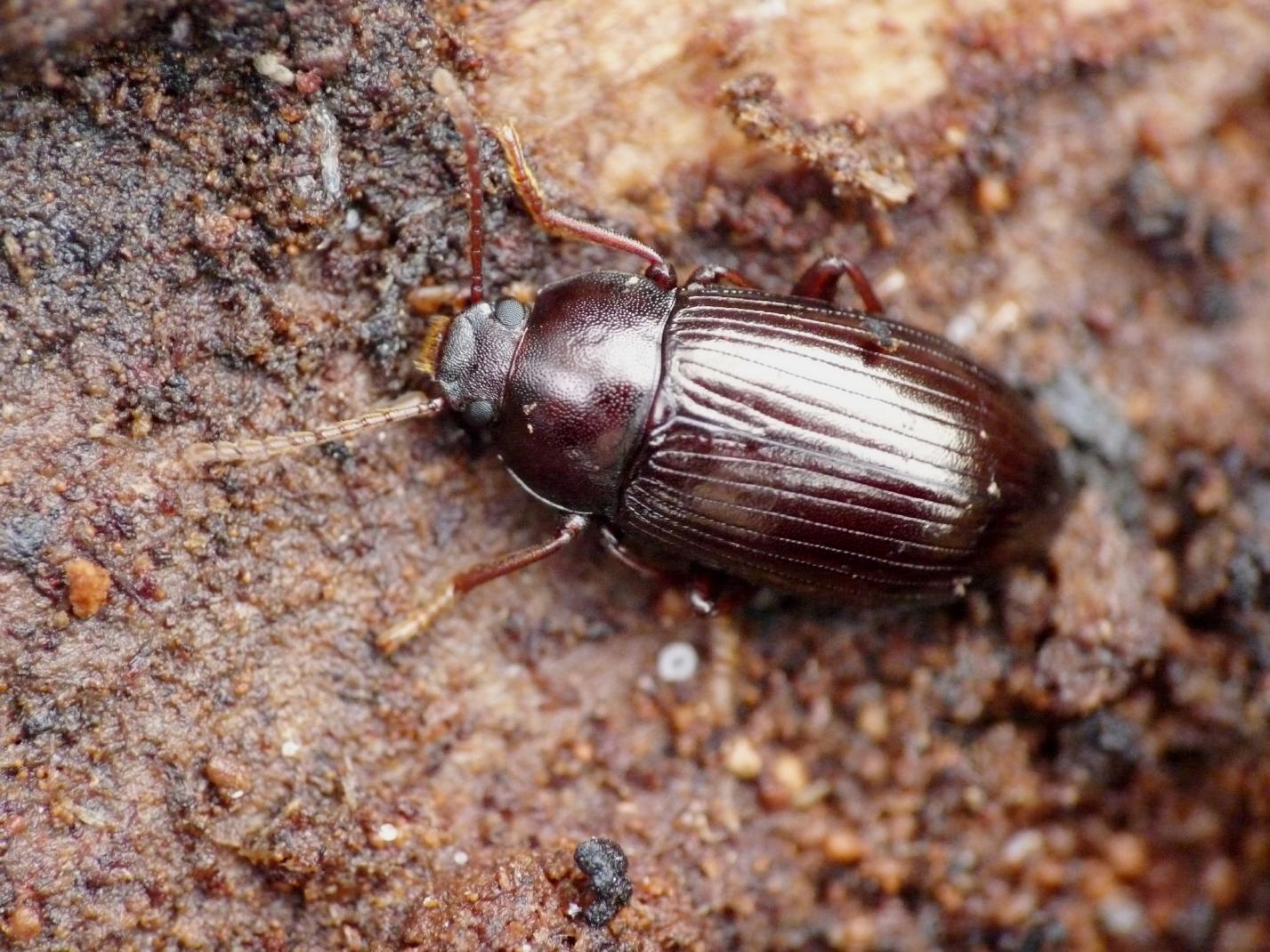Nalassus dryadophilus del Genovesato